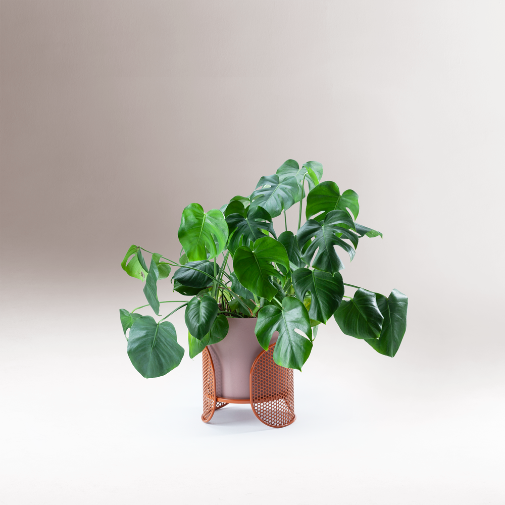 Riviera Vases Small in lilac on Copper perforated feet with a monstera plant