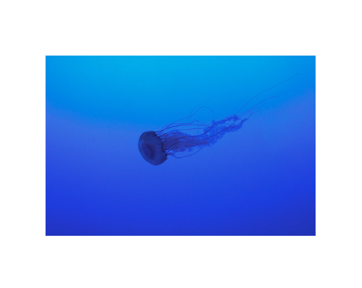 La Meduse photographic print in Acrylic frame