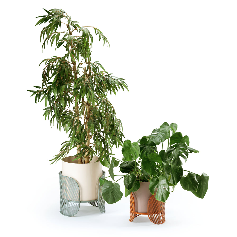 Riviera Vases pair planted with a ficus and a monstera